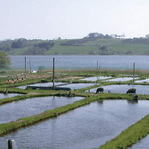 Fårup Mølle Dambrug 🇩🇰