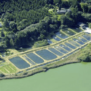 Hallesø Trout Farm 🇩🇰