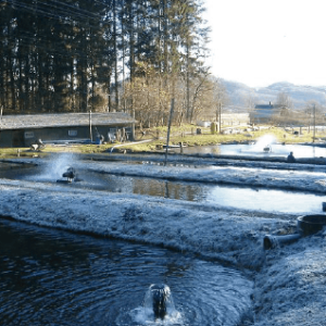 Ravning Trout Farm 🇩🇰