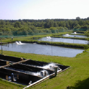 Sangild Trout Farm 🇩🇰