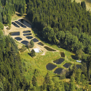 Sillerupvæld Trout Farm 🇩🇰