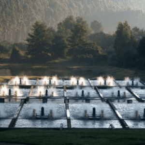 Trova Trout Hatchery 🇿🇦