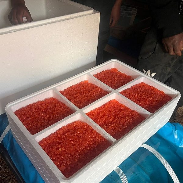 WhatsApp Image 2025-06-25 at 14.28.21